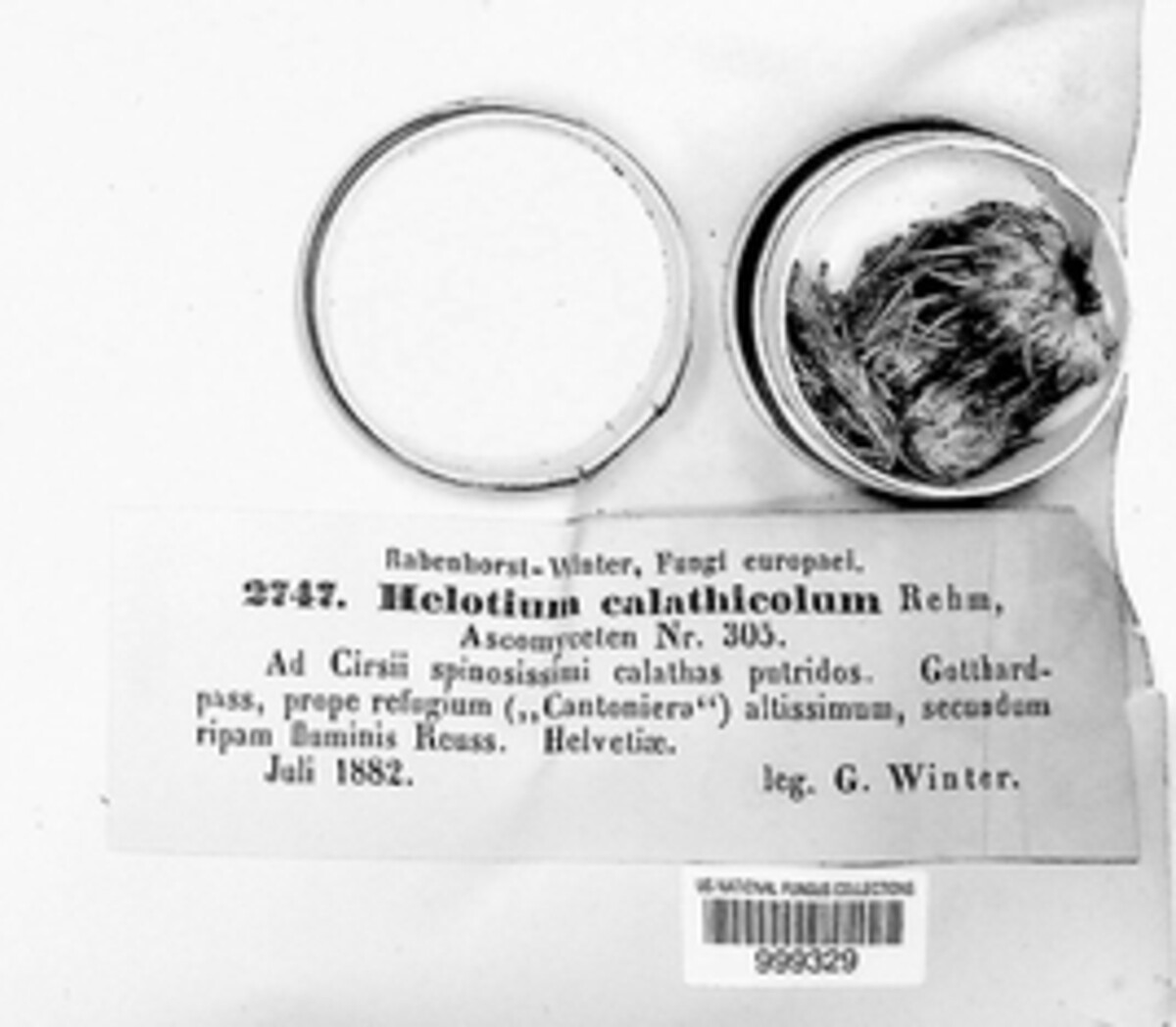 Helotium calathicolum image